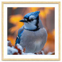 Blue Jay Bird In Winter Snowfall And Leaves