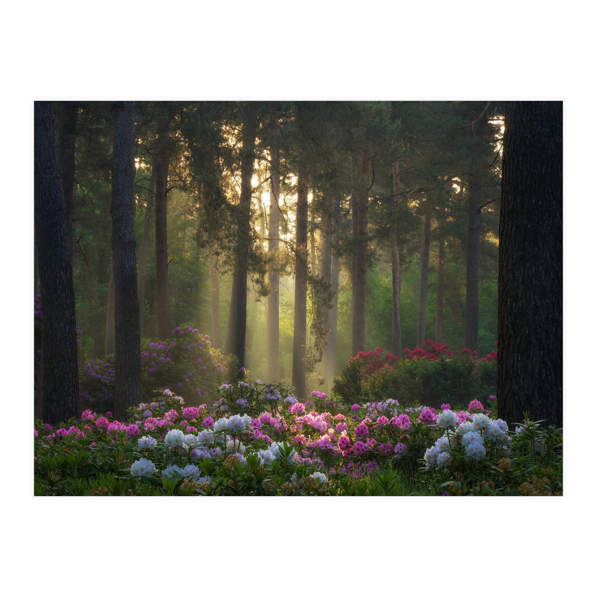 Rhododendron forest (Print Only)