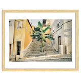 Lisbon Palm Tree thumbnail