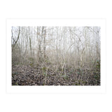Lost in the birch forest (Print Only) thumbnail