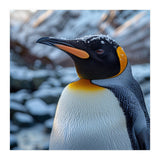 King Penguin In The Snow With Frosty Head (Print Only) thumbnail