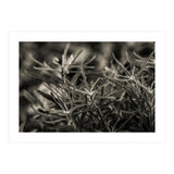 Rosemary Plant (Print Only) thumbnail