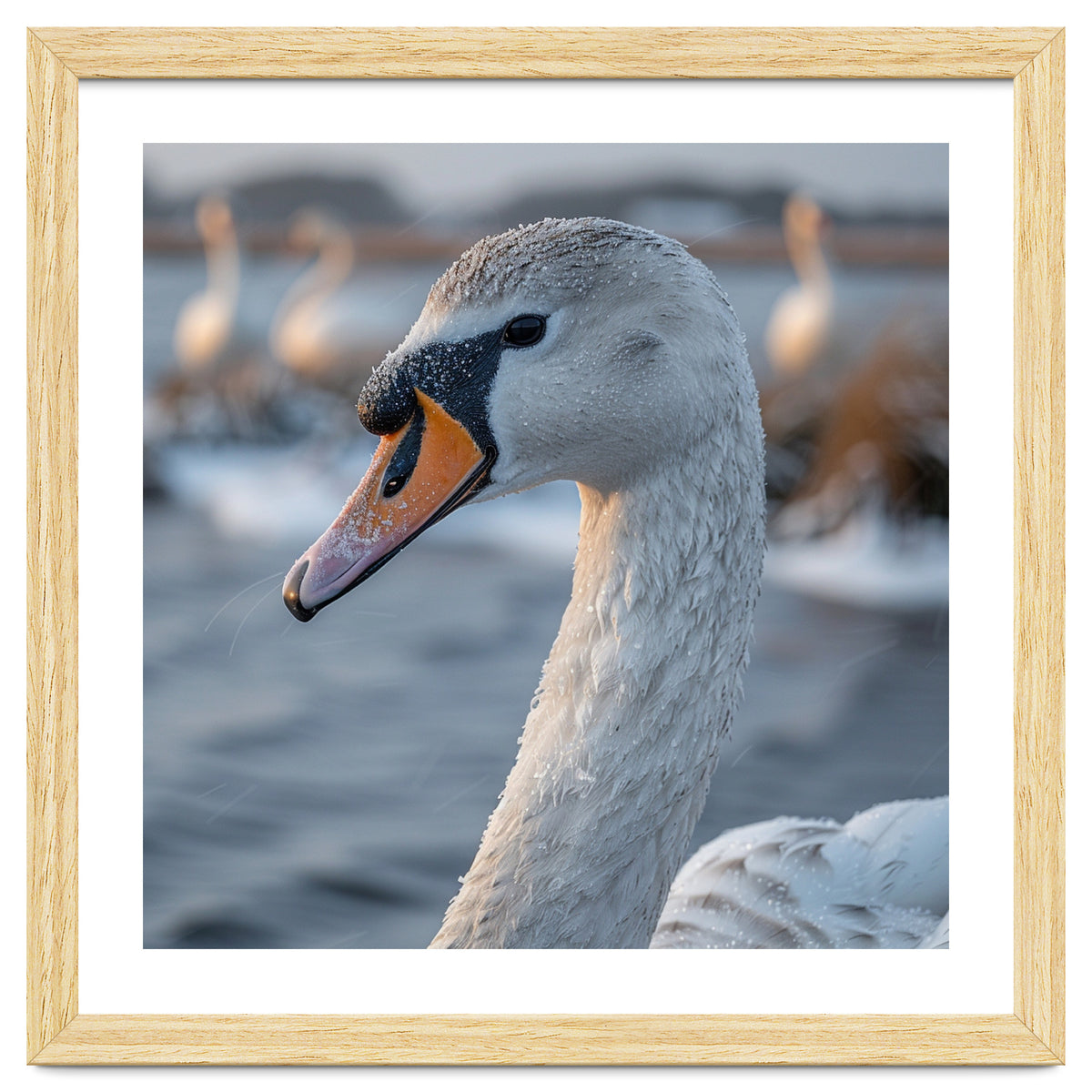 Majestic Swan Portrait In Snowy Waters