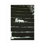 Cat On Stairs (Print Only) thumbnail