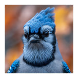 Close Up Blue Jay Bird With Detailed Feathers (Print Only) thumbnail