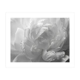 Ethereal Monochromatic Peony Petal Macro (Print Only) thumbnail
