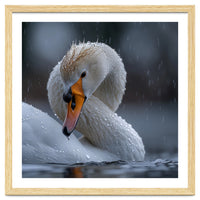 White Swan Bird With Water Droplets In Rain