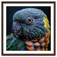 Close Up Portrait Of A Colorful Parrot's Face
