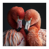 Close Up Of Two Flamingos Nuzzling Together (Print Only) thumbnail