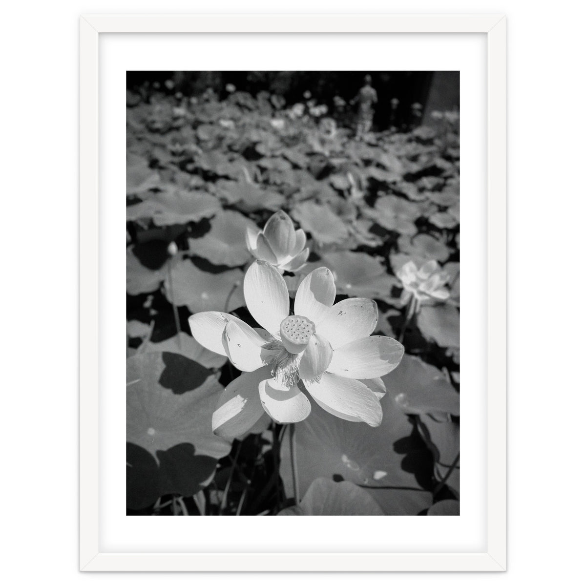 Hylas | Black & White