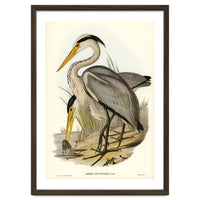 Elizabeth Gould – Great Grey Heron (Ardea leucophaea) | Birds of Australia Illustration