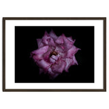 Backyard Flowers No 111 Color Version thumbnail