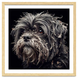Old Dog 02 thumbnail