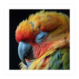 Close Up Of A Sleeping Sun Conure Parrot (Print Only) thumbnail