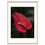 Red Anthurium Flower thumbnail
