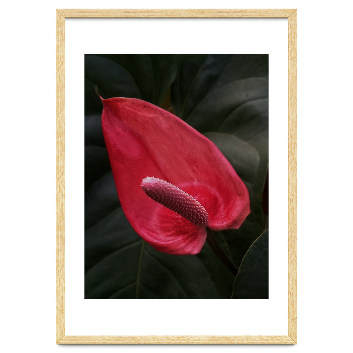 Red Anthurium Flower