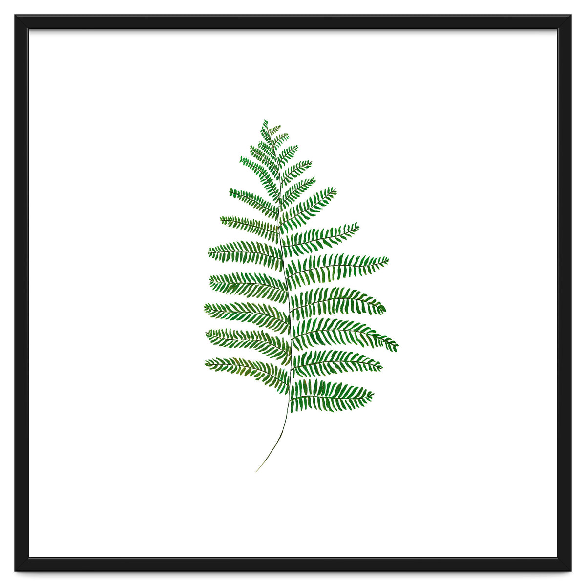 Fern