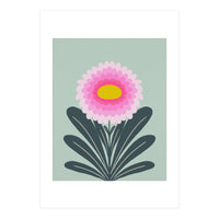 Chrysanthemum - turquoise and pink (Print Only)