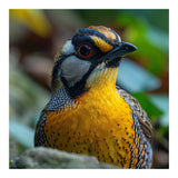 Close-up of a Yellow Bird featuring a Striking Red eye (Print Only) thumbnail