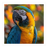 Blue And Gold Macaw Parrot Close Up Portrait (Print Only) thumbnail