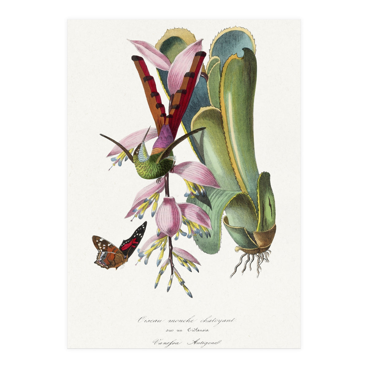 Paul Gervais – Hummingbird Painting (1842) (Print Only)