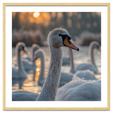 Close Up Of Swan With Water Droplets At Sunrise thumbnail