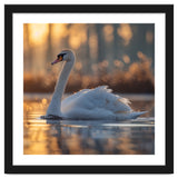 Majestic Swan Gliding On Water At Sunset thumbnail