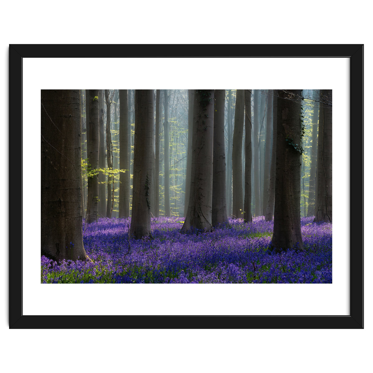 Bluebell forest
