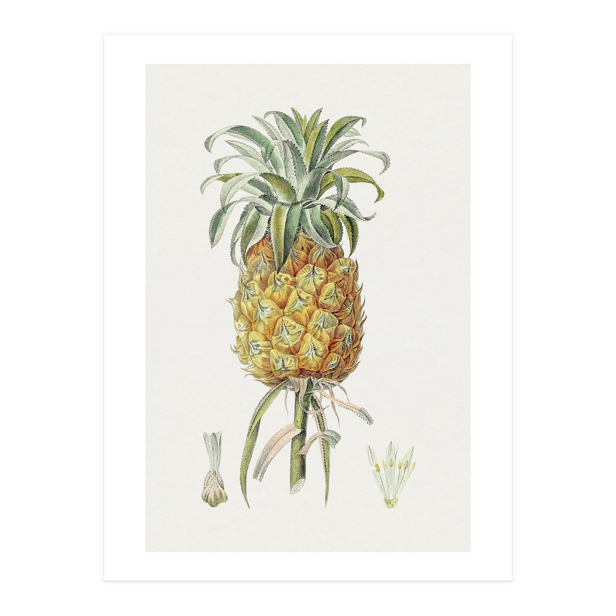 Pineapple (Hand Drawn Botanical Illustration) (Print Only)