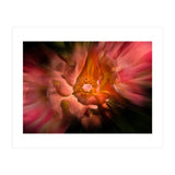 Backyard Flowers No 40 Color Flow Version (Print Only) thumbnail