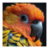 Close Up Of A Sun Conure Parrot's Head (Print Only) thumbnail