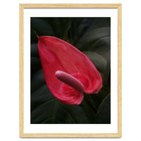 Red Anthurium Flower