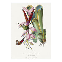 Paul Gervais – Hummingbird Painting (1842) (Print Only)