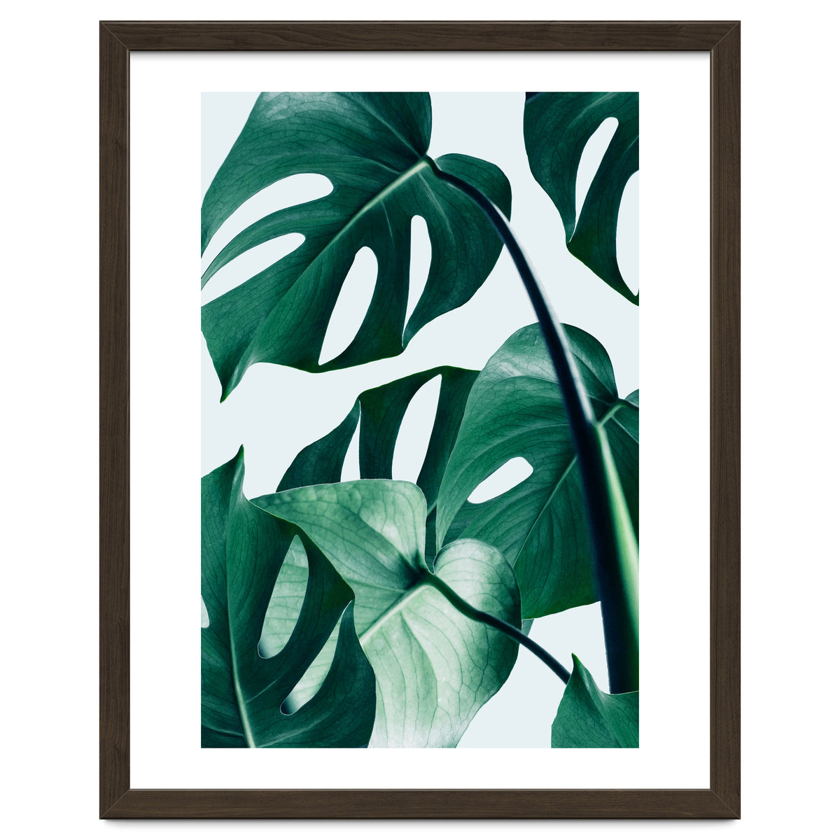 Monstera Tropical Photography Digital Art, Minimal Nature Jungle Botanical Leaves