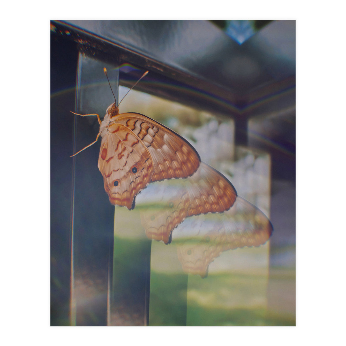 Evolving (Print Only)