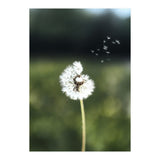 Dandelion Wish Photography (Print Only) thumbnail
