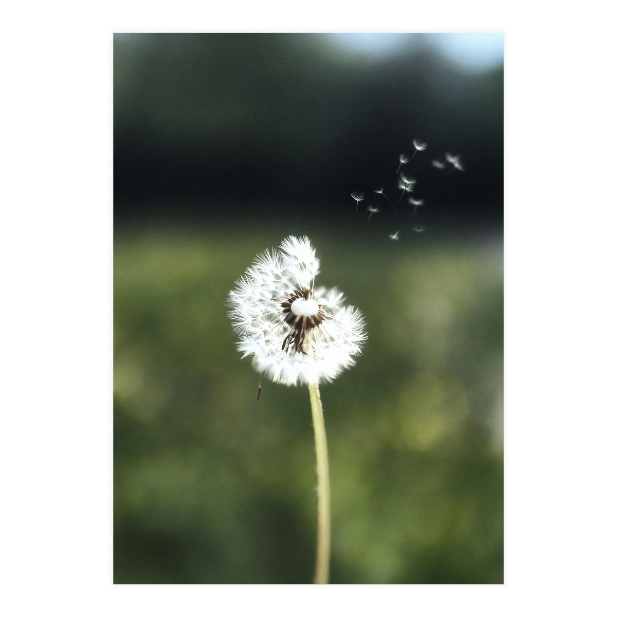 Dandelion Wish Photography (Print Only)
