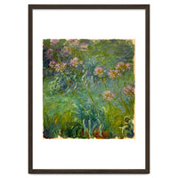 Claude Monet (1840-1926). Agapanthus.