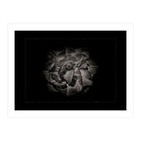 Backyard Flowers In Black And White No 81 with Border (Print Only) thumbnail
