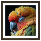 Close Up Of A Sleeping Sun Conure Parrot thumbnail