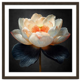Lotus Cultivar | Midnight Skirt thumbnail