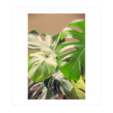 Monstera Mix (Print Only) thumbnail