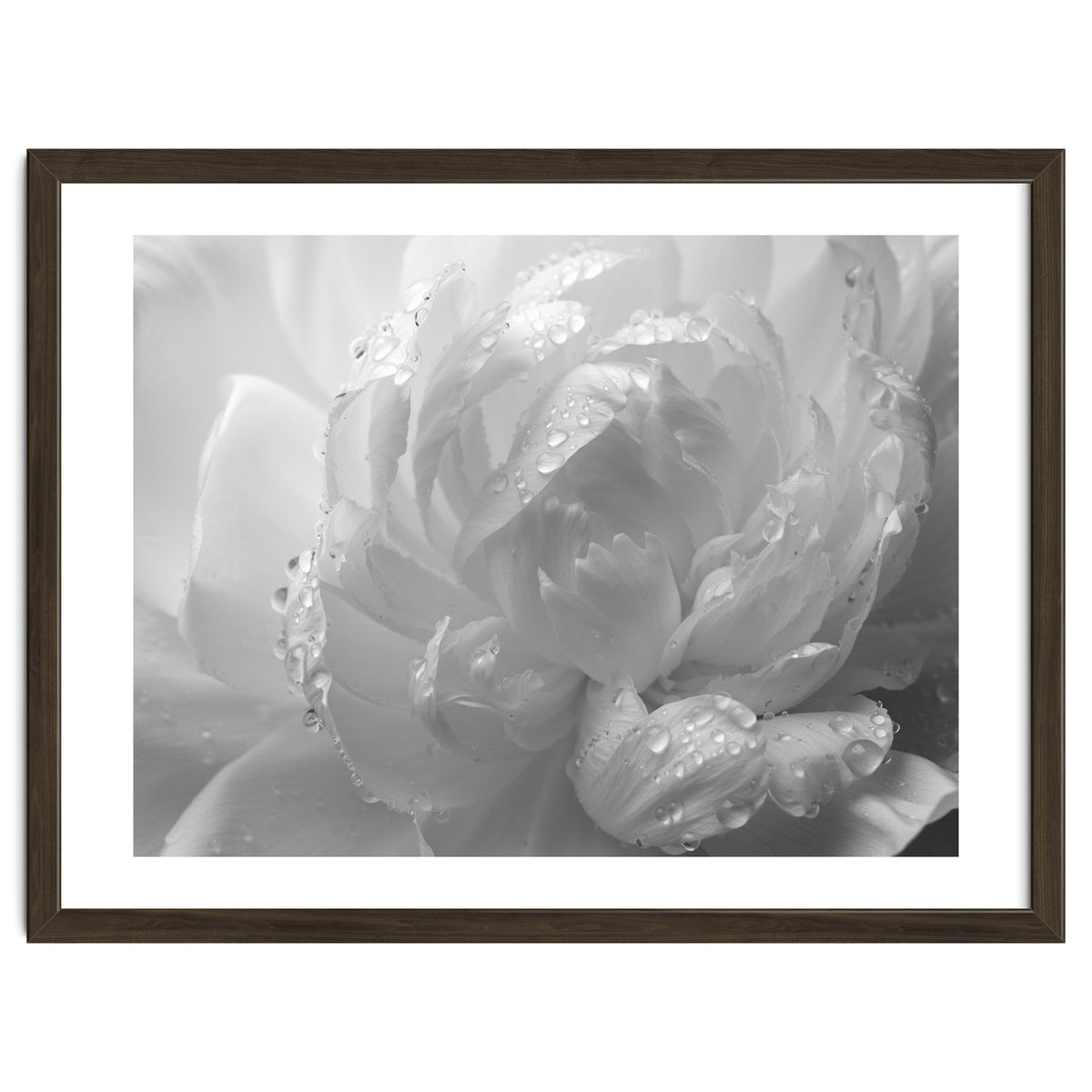 Ethereal Monochromatic Peony Petal Macro
