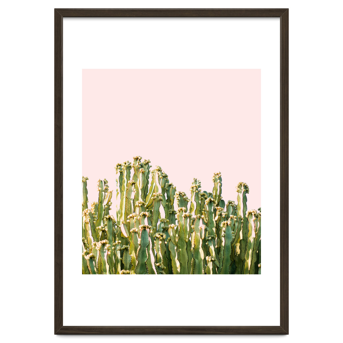 Cactus Blush #society6 #decor #buyart