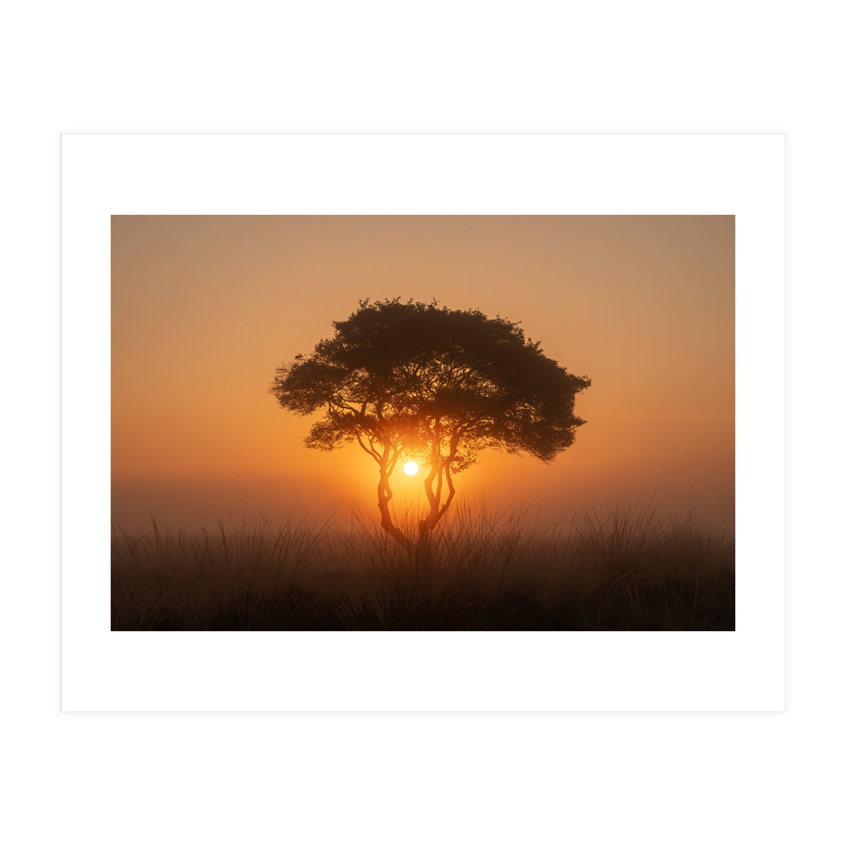 Tree at sunrise (Print Only)
