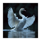 Majestic White Swan Spreading Wings On Water (Print Only) thumbnail
