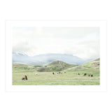 Relaxing horses on a sunny day calm field - Iceland (Print Only) thumbnail