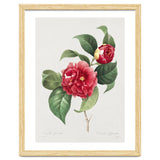 Pierre-Joseph Redouté – Finest Flowers and Fruits (1833) thumbnail