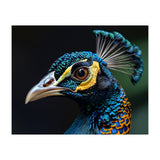 Close-up of a Peacock’s Head (Print Only) thumbnail