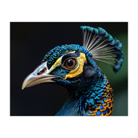 Close-up of a Peacock’s Head (Print Only)